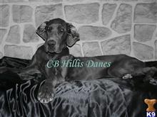 great dane puppy posted by CB Hillis Danes